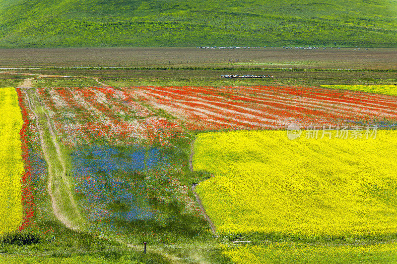 Piano Grande di Castelluccio(意大利)，绿色山丘上的村庄